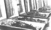 Trumny ze szczątkami rozstrzelanych w Dolinie Śmierci - wystawione w wypalonej farze przed pogrzebem w dniu 8 grudnia 1945 r. 